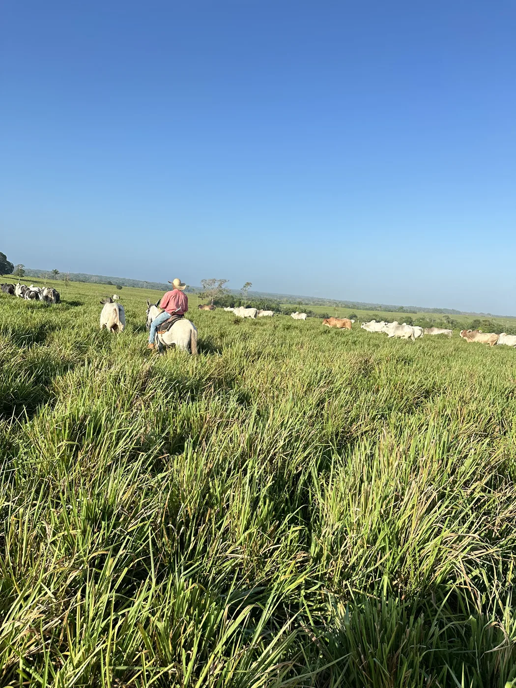 Pasto da fazenda de recria e engorda