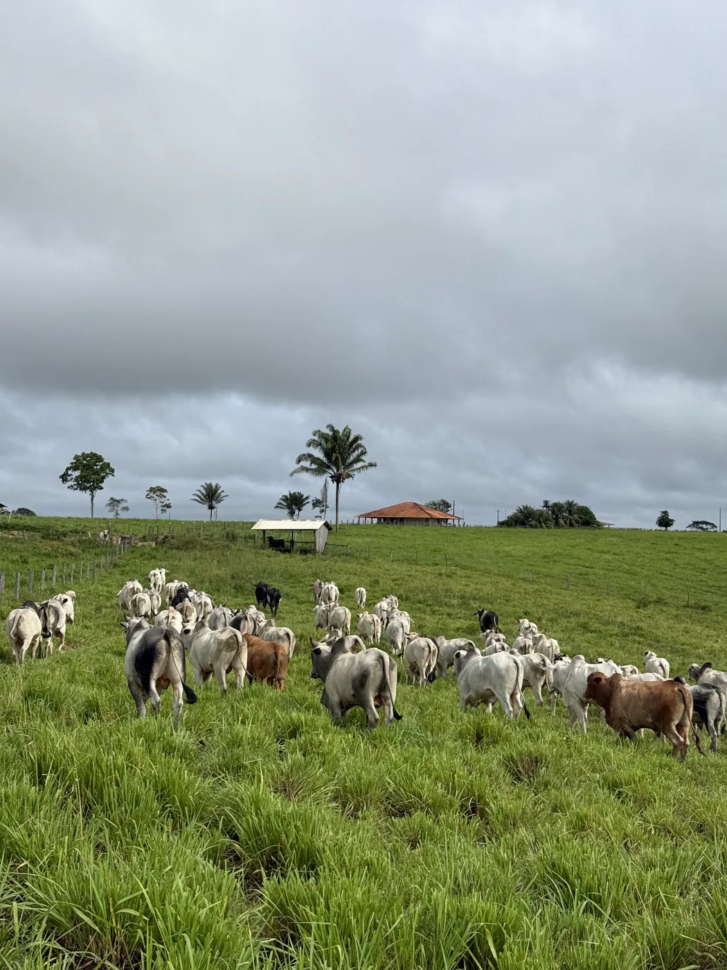 Rebanho no pasto da fazenda de cria